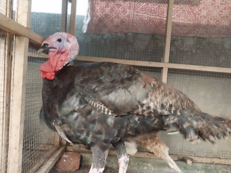 American Turkey Bird Egg Laying Pair 2