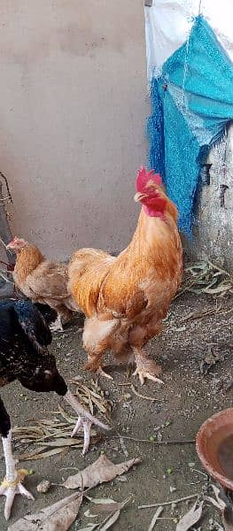 Beautiful Golden Buff Pair Egg laying 2