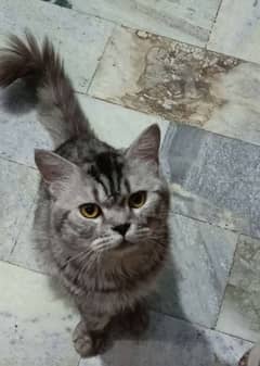 Persian doll face male cat