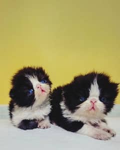 kittens