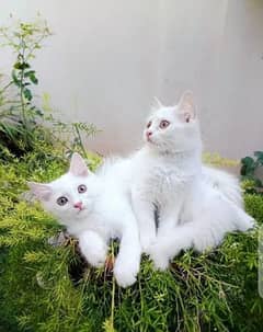 Persian Cats