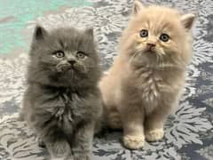 Persian kittens pair triple coat  for sale contact whatsap 03288426681