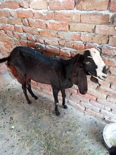 goats for sell