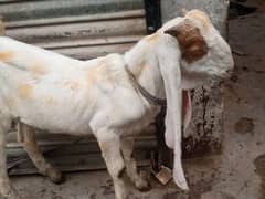 bakra