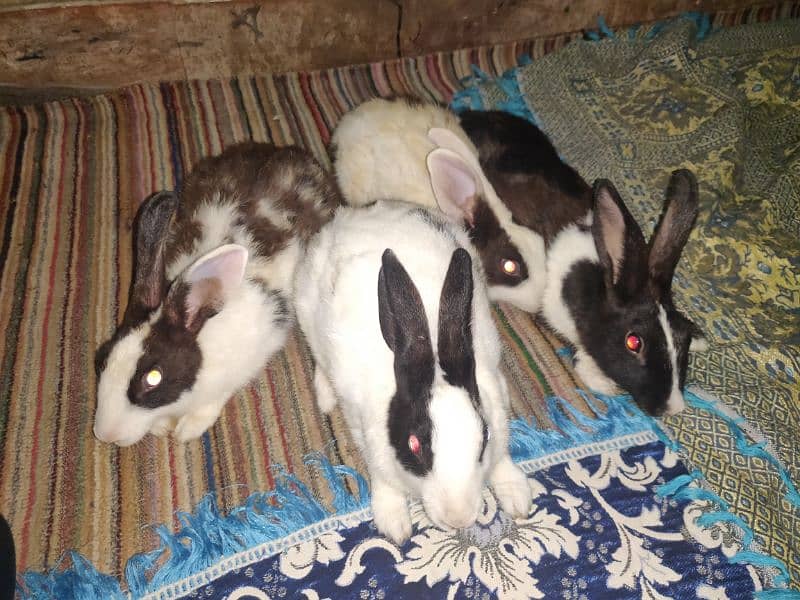 4 Adult Cute Rabbits For Sale At Low Price 0