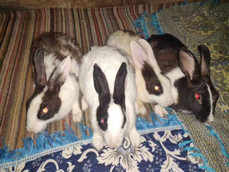 4 Adult Cute Rabbits For Sale At Low Price 1