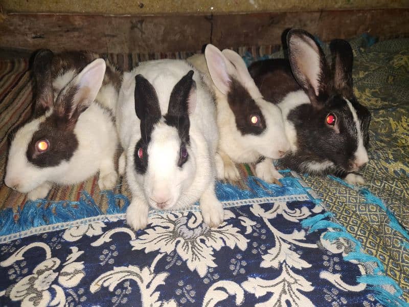 4 Adult Cute Rabbits For Sale At Low Price 2