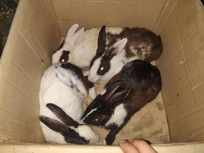 4 Adult Cute Rabbits For Sale At Low Price 3