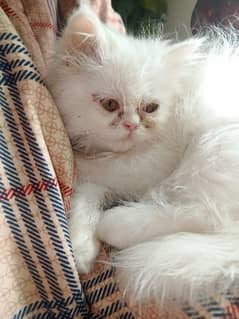 Persian cat / Persian female cat / triple coated / punch face female