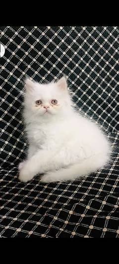 Persian cat / Persian female cat / triple coated / punch face female