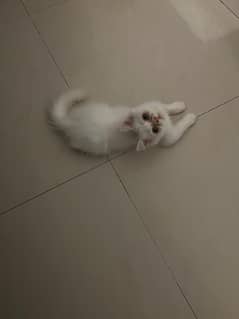 3 months old persian kitten