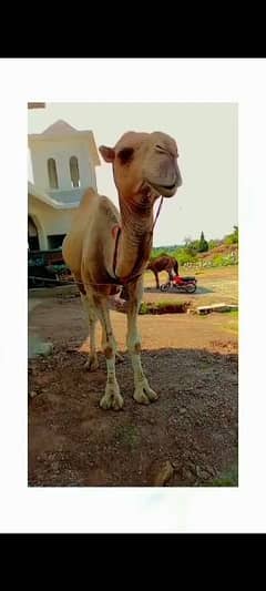 camel for sale