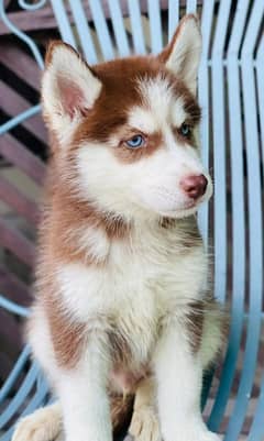 Siberian husky