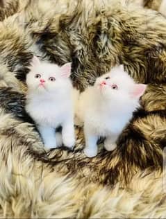 Persian Cats 2month age for sale