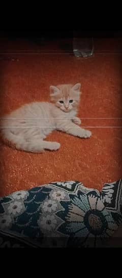 DOUBLE coated 4 month brown color Persian cat