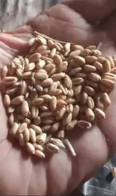 HIGH QUALITY WHEAT . . BILKUL SAAF. KHANY K LEAY ala HY. ONLY 10 MUN