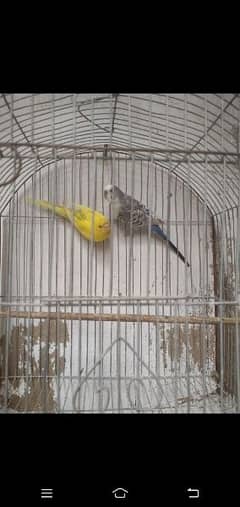 budgie pair with cage