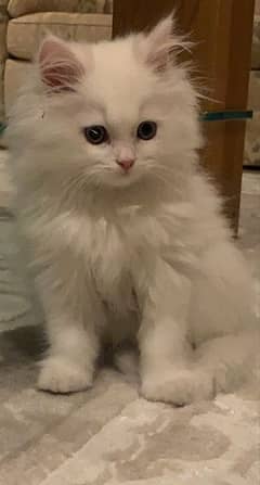 Persian white kitten tripple coated