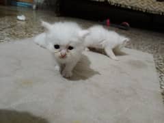 3 Persian kitten for sale triple coated