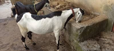 Beetal bakri for sale 3rd timmer hai . 1 din ki soie hoi hai rate finl