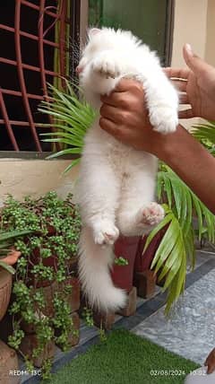 Very beautiful cat for sale sky blue eyes