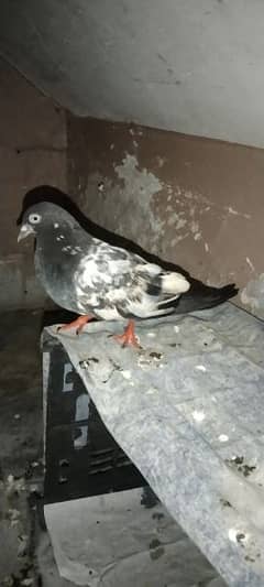 male and female Pigeon breeder pair price Rs 2500