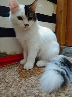 persian cat 6 month age