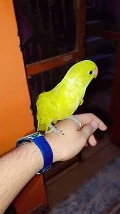 jumbo size ringneck chik 8000