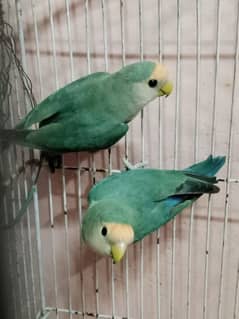 breeder pair for sale