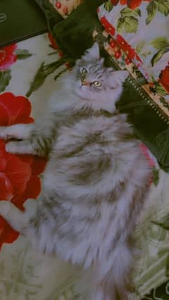 Persian Male Cat Triple Coated