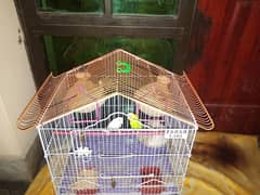 Budgie's for sale