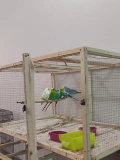 Australian Budgies and finches with cage