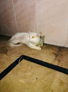 Persian cat in very reasonable price