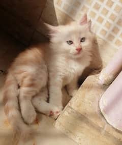 Male kitten for sale