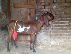 Nagri goat for sale