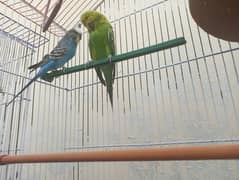 One female Exhibition, one King size Budgie and Four King Size Female