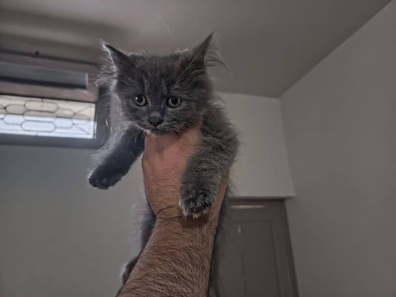 Persian triple coated kitten full active and play full 4