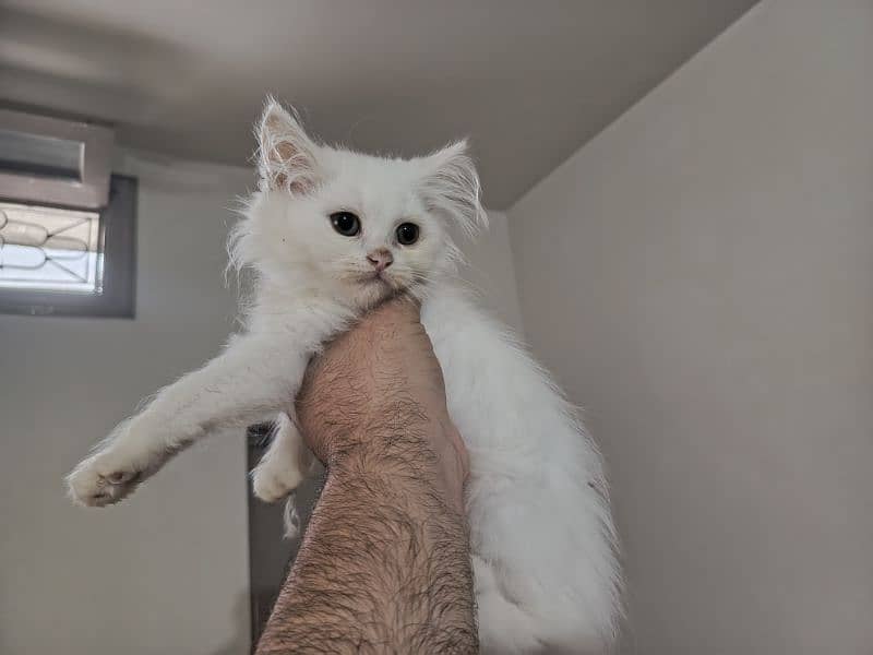 Persian triple coated kitten full active and play full 11