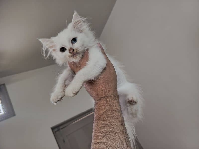 Persian triple coated kitten full active and play full 12