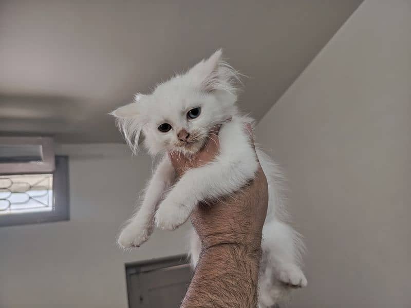 Persian triple coated kitten full active and play full 13