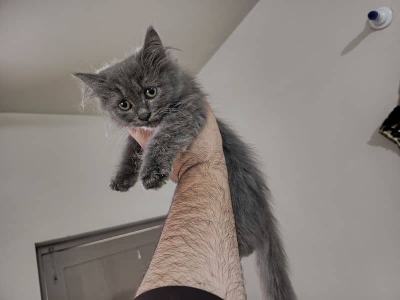 Persian triple coated kitten full active and play full 14