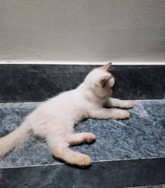 Double coat fawn persian male kitten