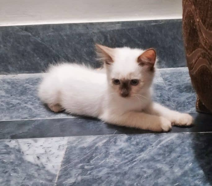 Double coat fawn persian male kitten 1