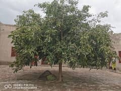 Beautiful shaded tree3