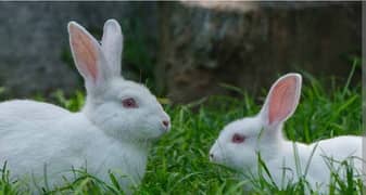 Two rabbit just only 1199 . very beautiful and lovely or friendly .