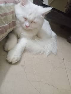 cat for sale a real persian cat very beautifull urgent sale