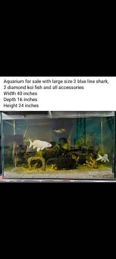 aquarium with fish