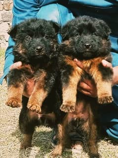 German Shepherd double coat male female peer 2 month for sale