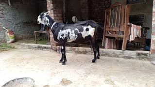 goat baqri betal dabi for sale