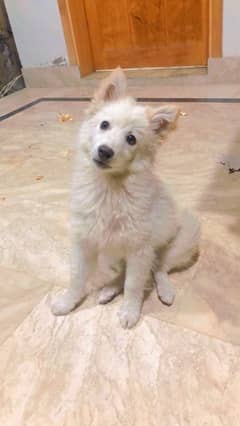 Russian Samoyed Puppy Triple Coat